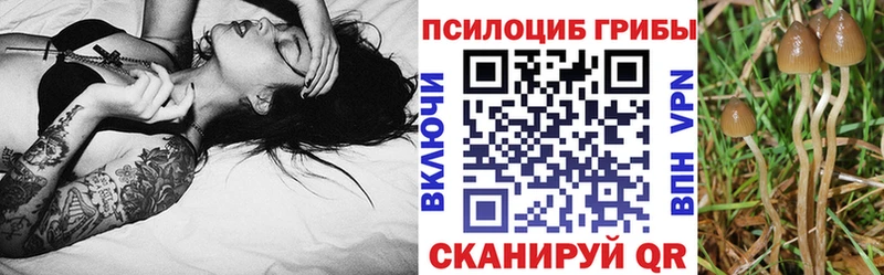 Псилоцибиновые грибы Psilocybine cubensis  купить наркотики сайты  mega ТОР  Ардон 